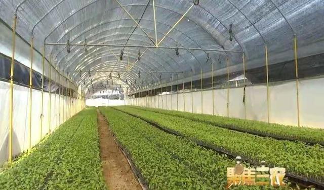 福清綠葉農(nóng)業(yè)驚艷亮相中國(guó)品牌日！